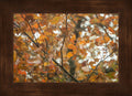 Autumn Tree Fine Art Photograph | Framed