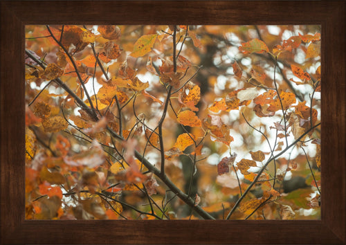 Autumn Tree Fine Art Photograph | Framed