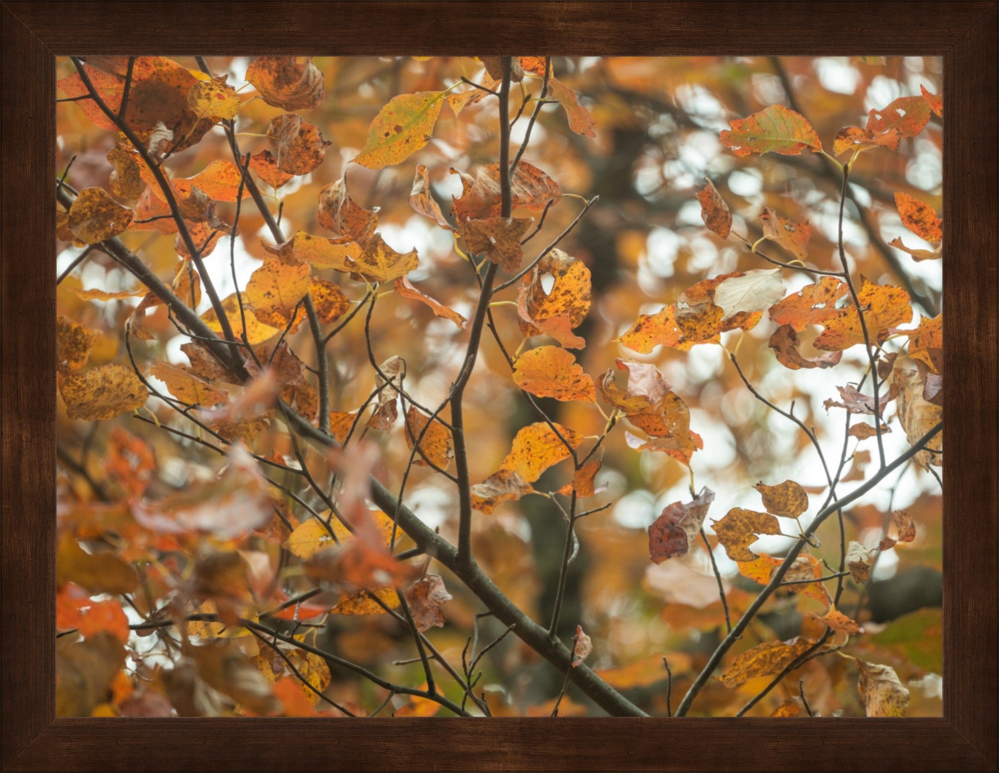 Autumn Tree Fine Art Photograph | Framed
