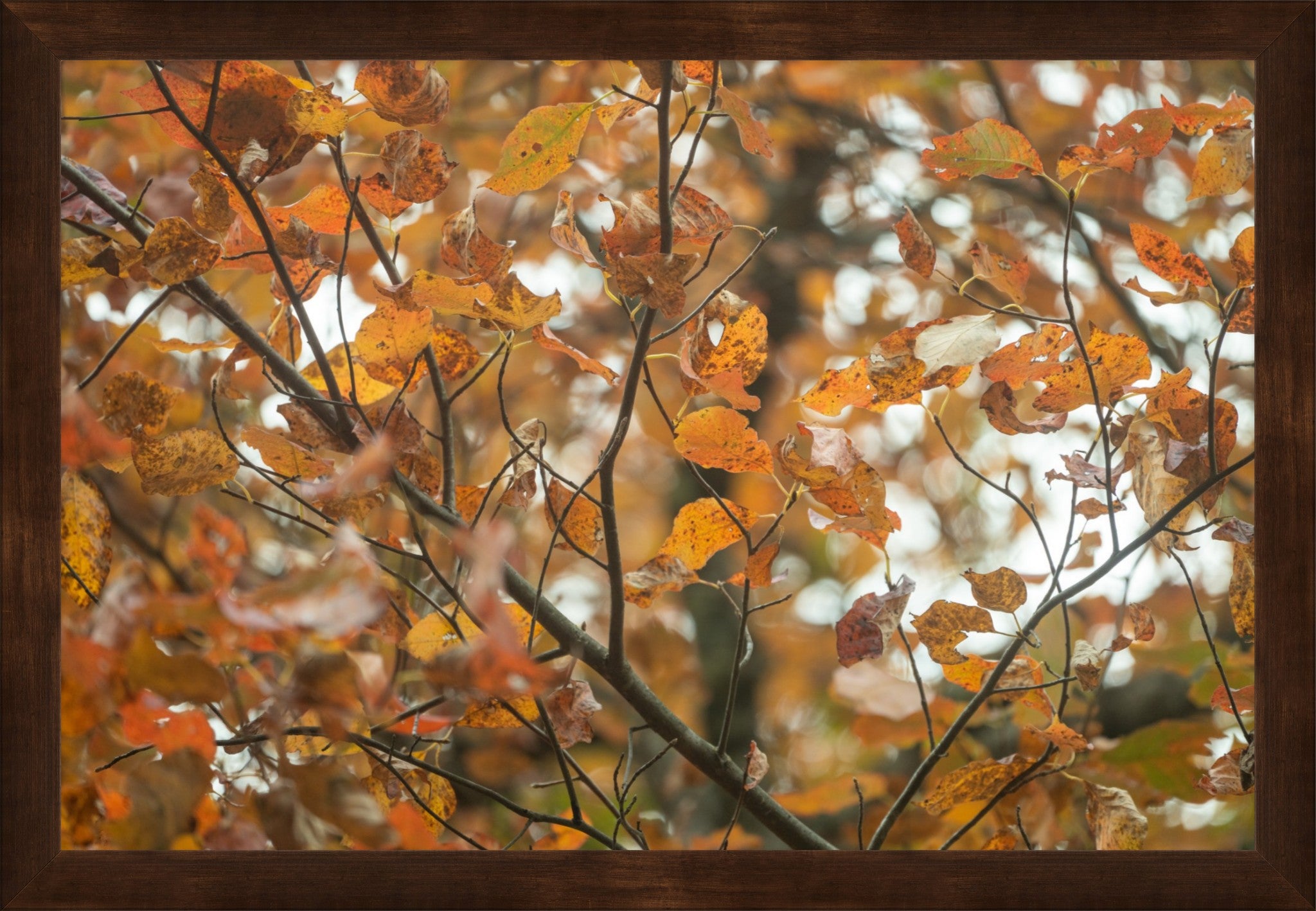 Autumn Tree Fine Art Photograph | Framed