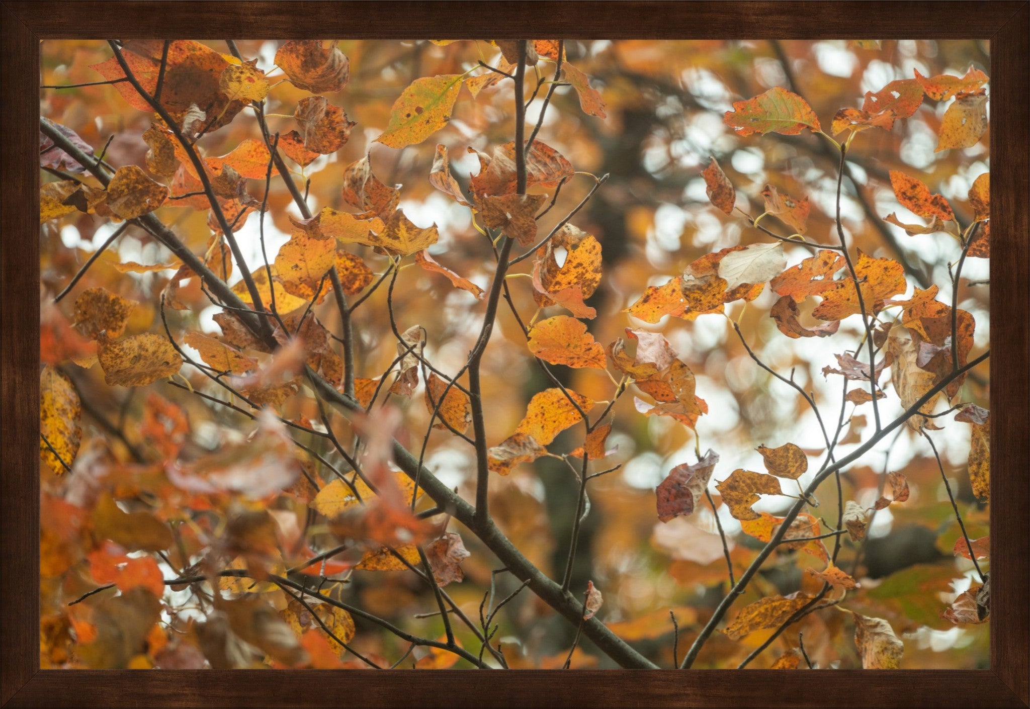 Autumn Tree Fine Art Photograph | Framed